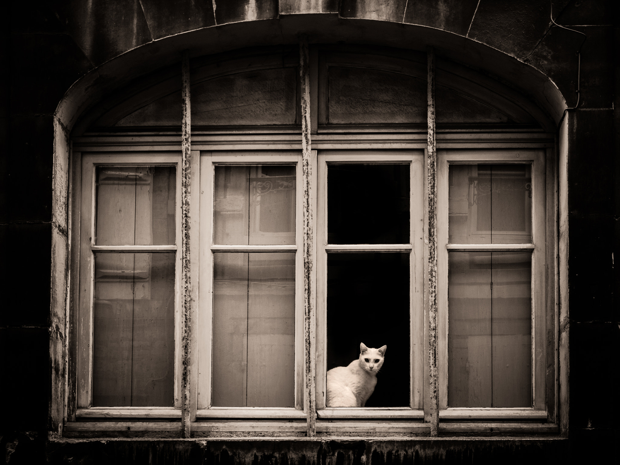 The cat in the window