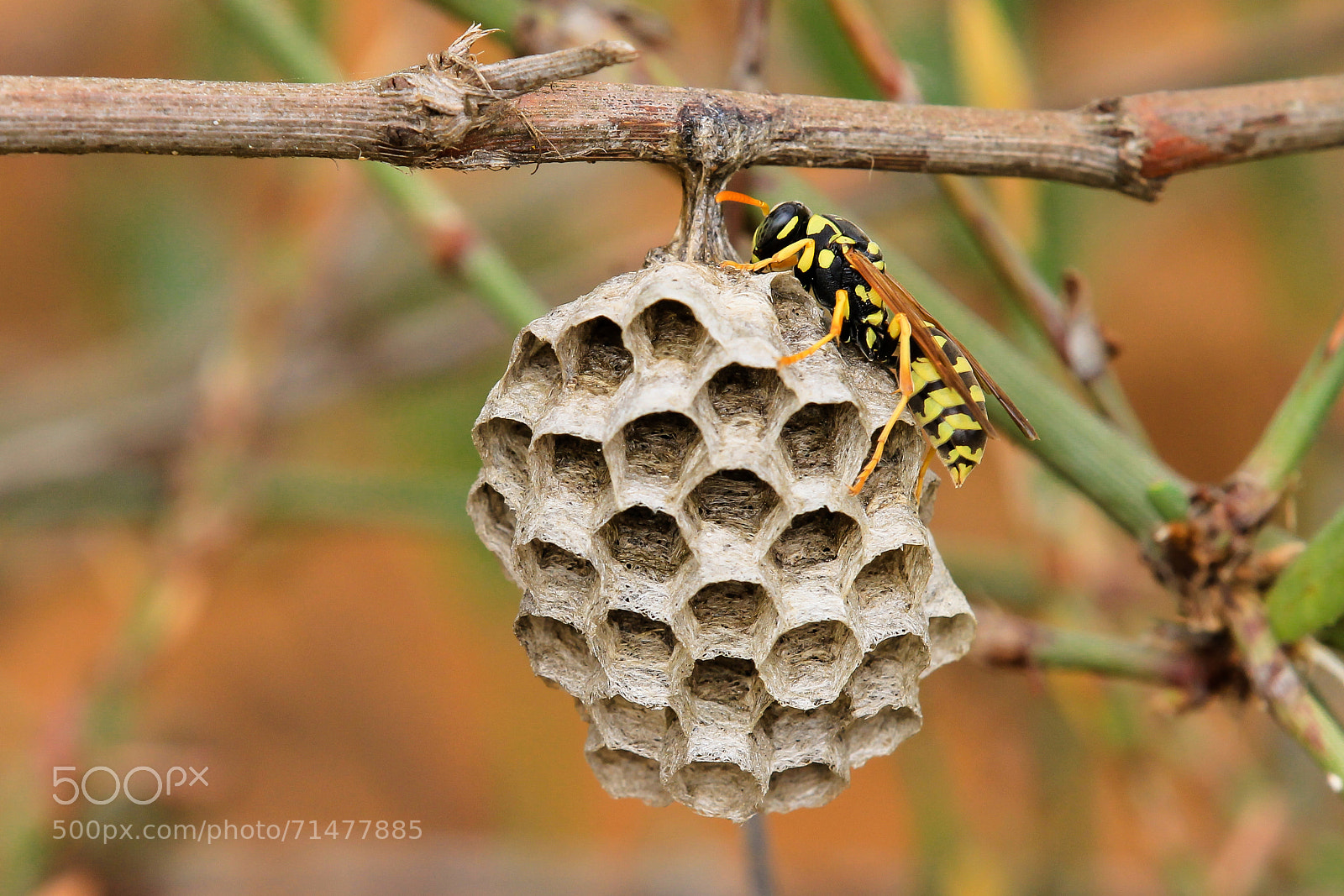 Canon EOS 1100D (EOS Rebel T3 / EOS Kiss X50) sample photo. A wasp photography