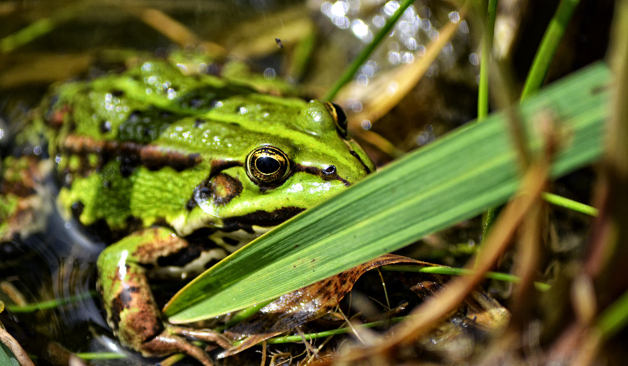 Froschkönig