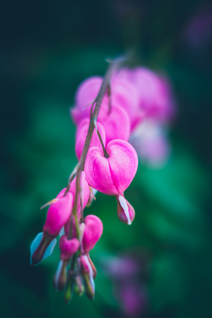 A New Heart by Dustin Abbott on 500px