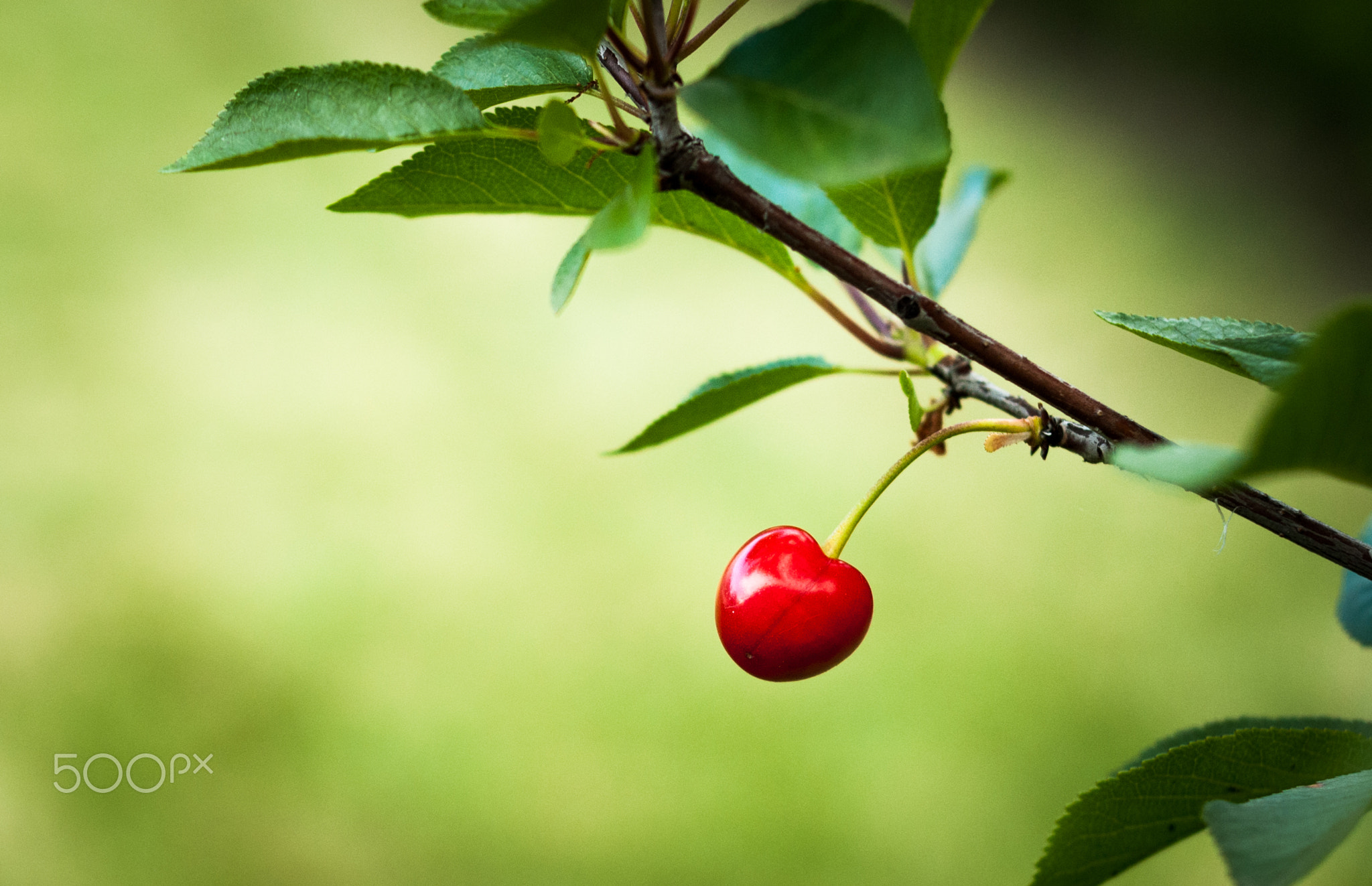 Little cherry