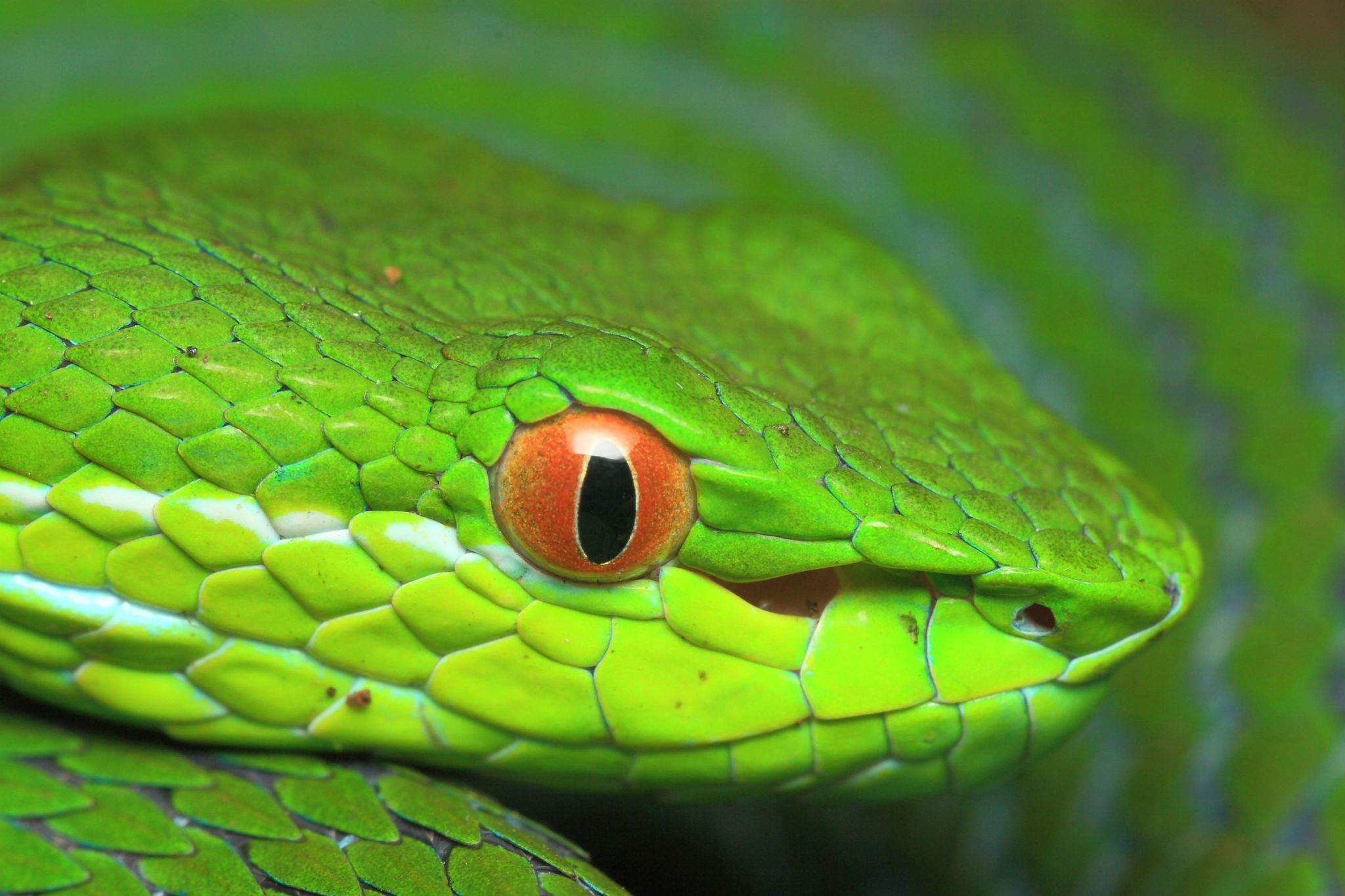 Taiwan Bamboo Viper by cypherone from Taiwan - Photo 7152011 / 500px