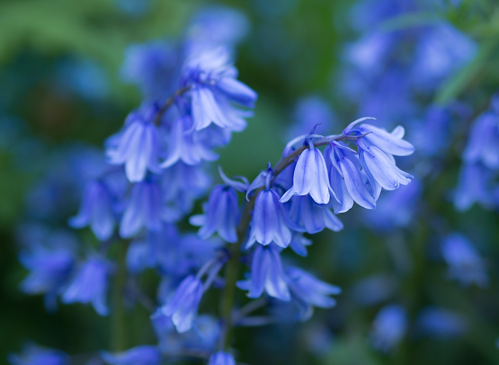 Bluebells 2 by Mike Parsons on 500px.com
