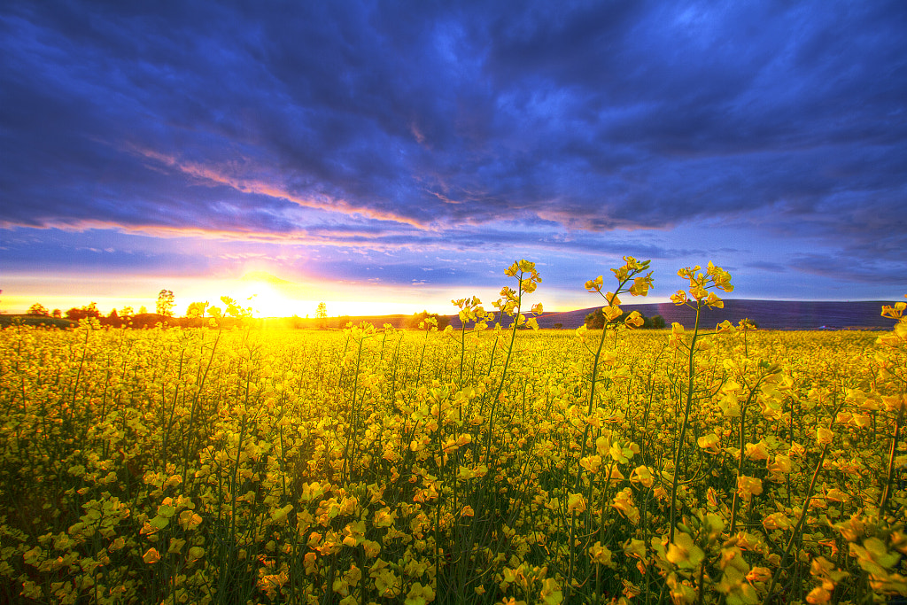 Canola Sunset by warren Stowell on 500px.com