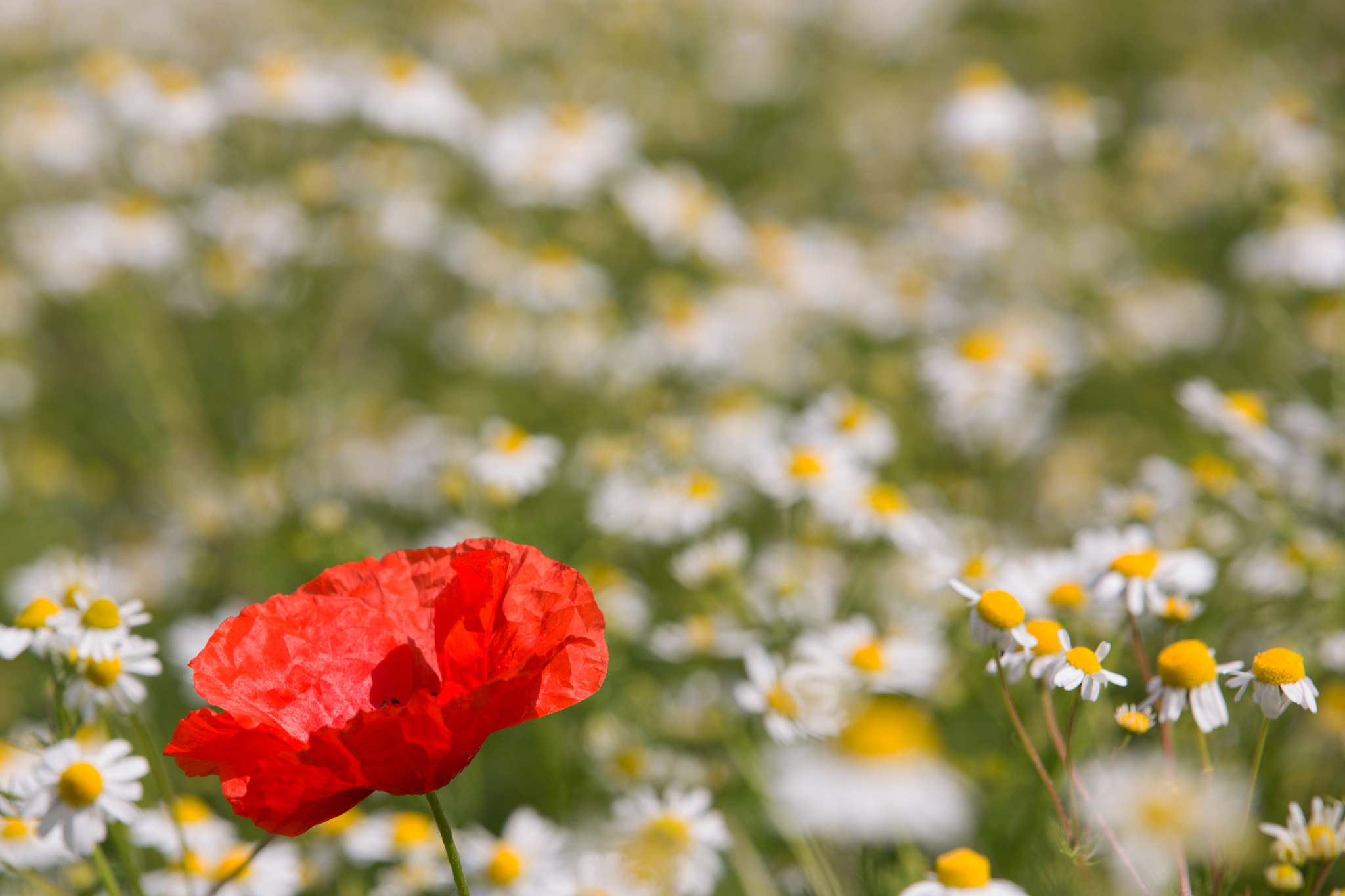 Klatschmohn