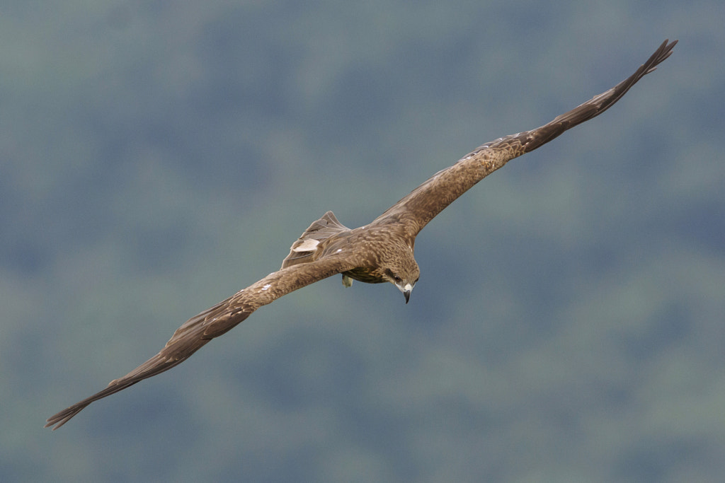 Black Kite by Lin Ip Hung on 500px.com