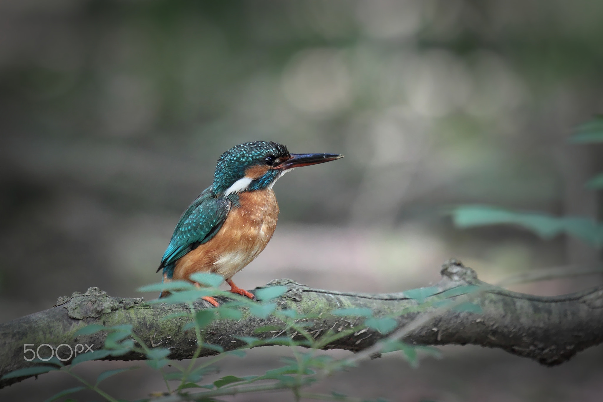 king of the forest