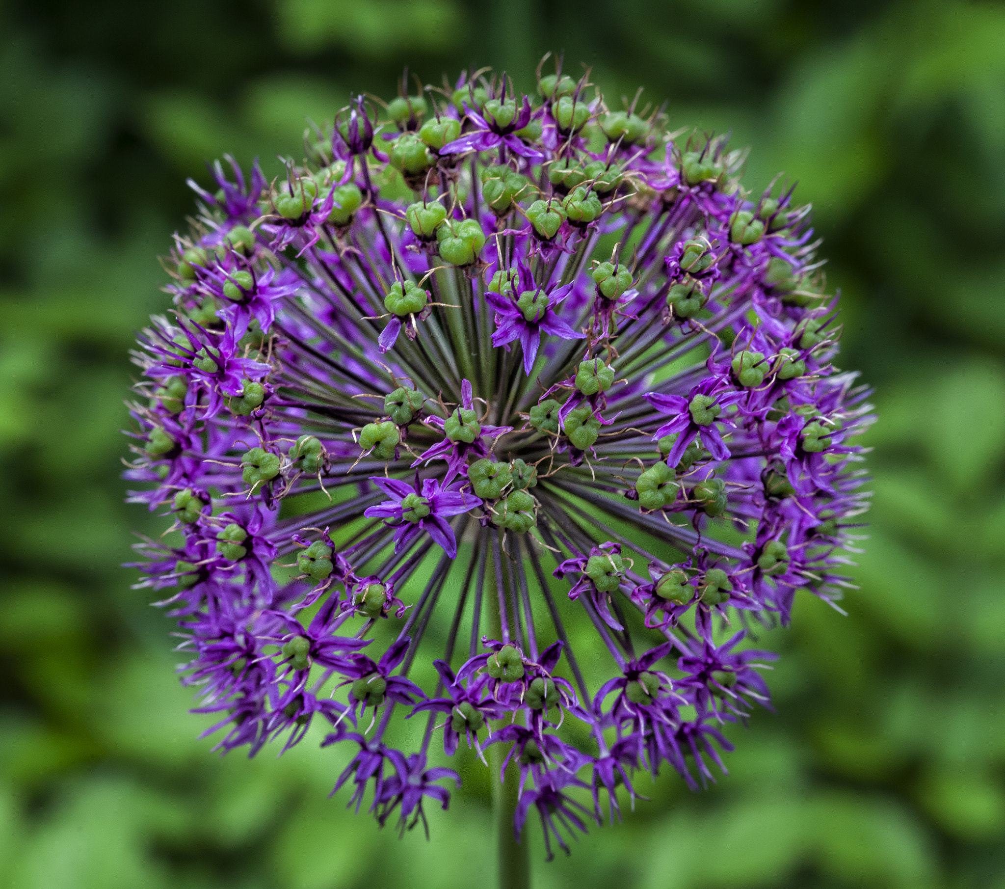 Pincushion