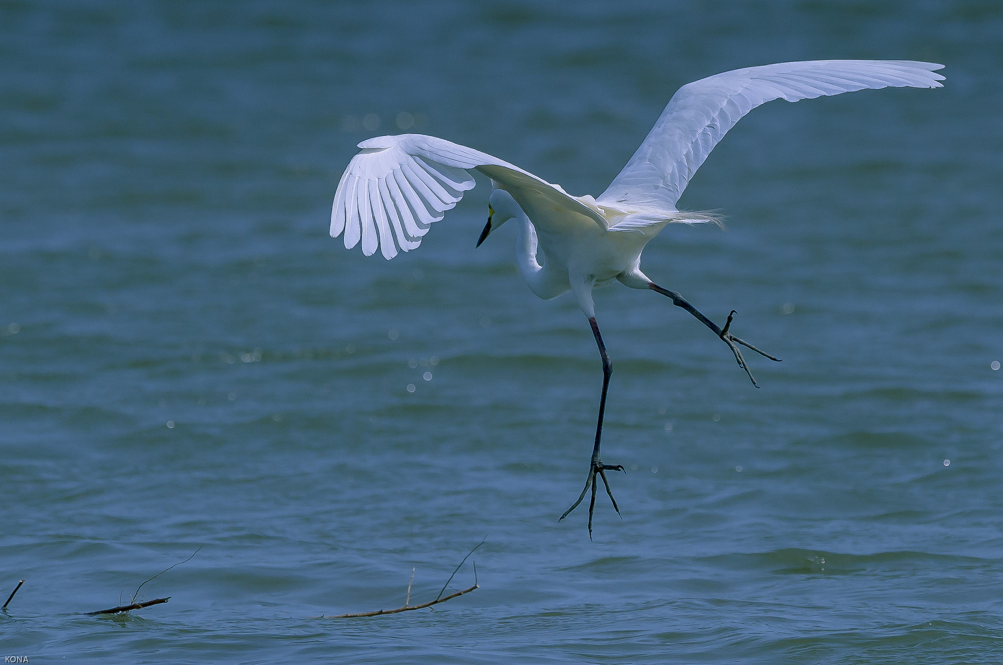 Nikon AF-S Nikkor 400mm F2.8G ED VR II sample photo. Sagi photography