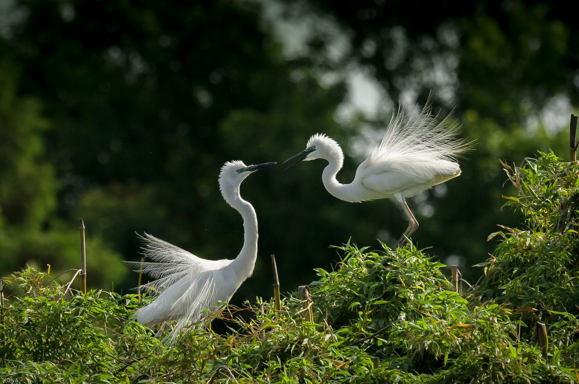 Nikon AF-S Nikkor 400mm F2.8G ED VR II sample photo. Sagi 2014 photography