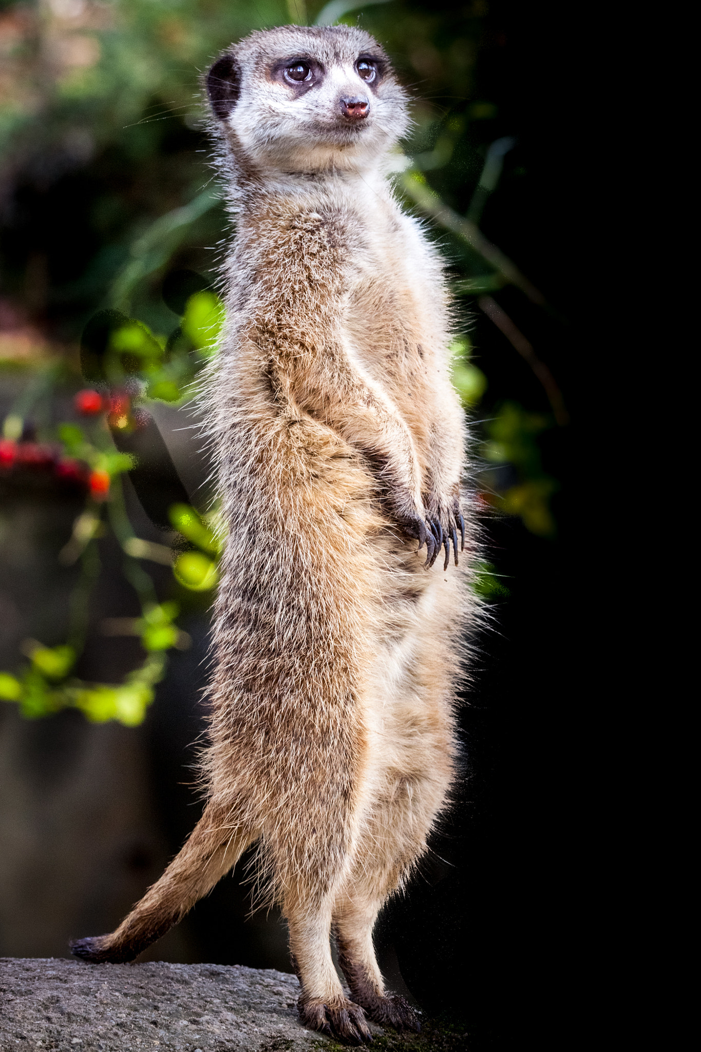 Meerkat 2014