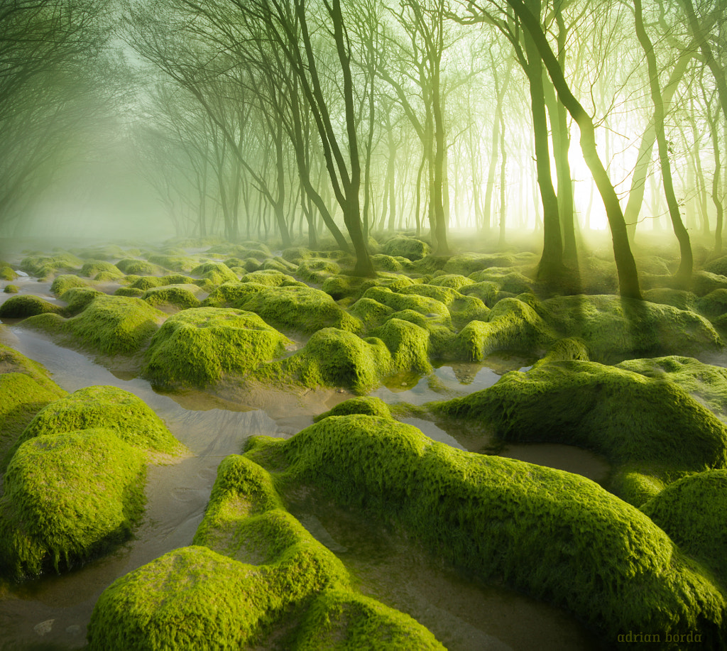 The Moss Swamp by Adrian Borda on 500px.com