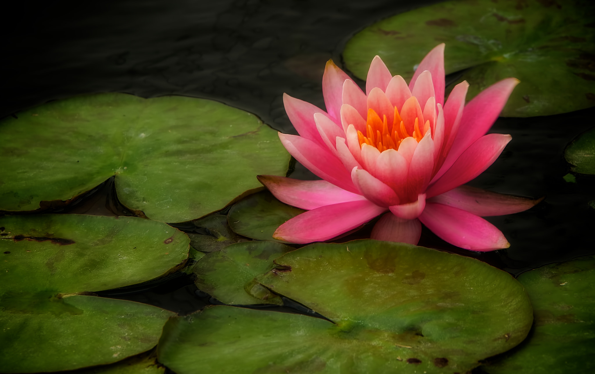 Water Lily