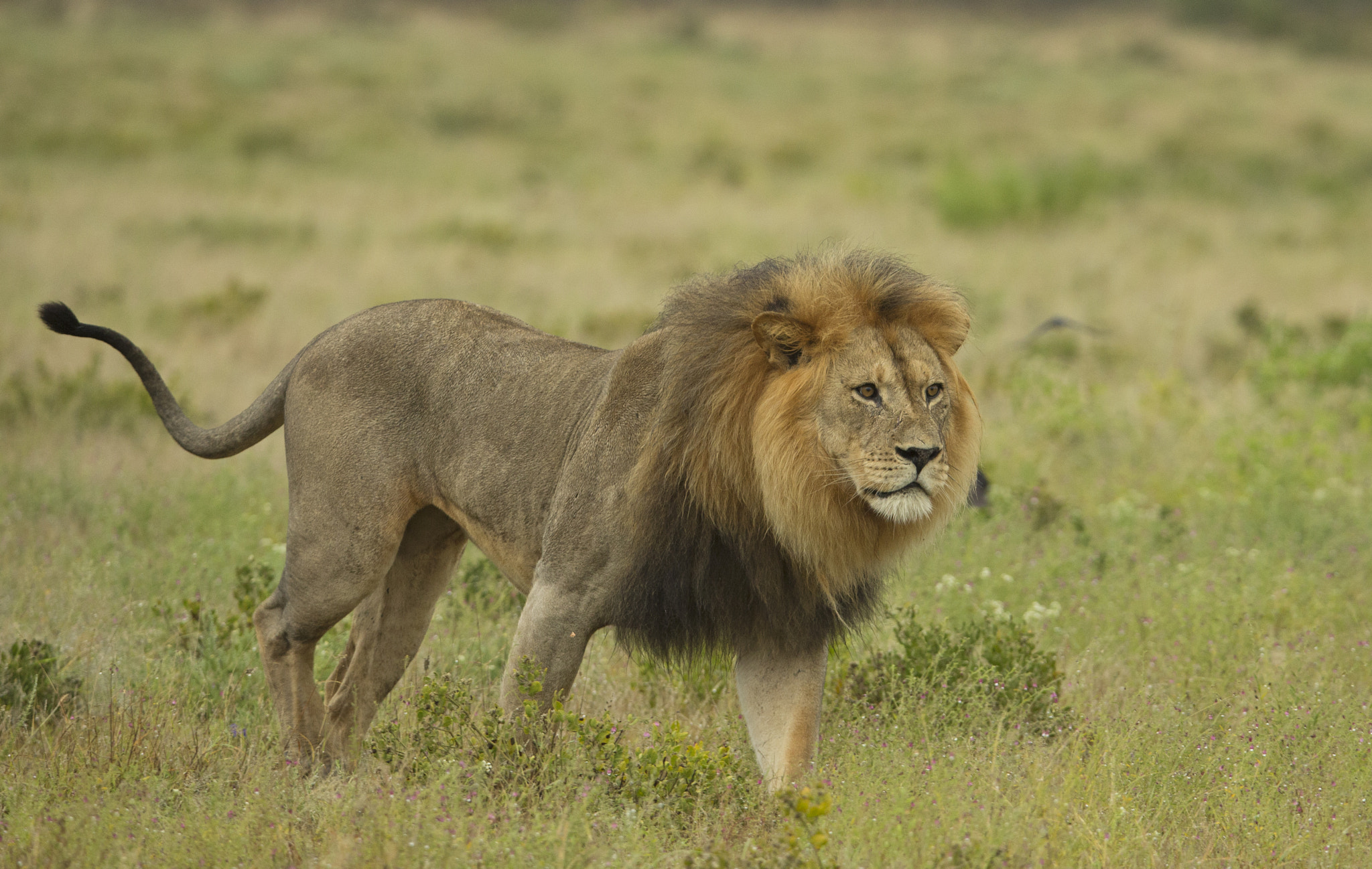 Kalahari Lion 2