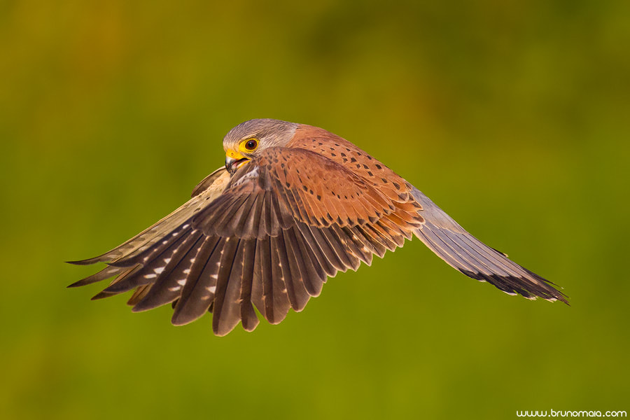 Peneireiro - Kestrel (Falco tinnunculus)