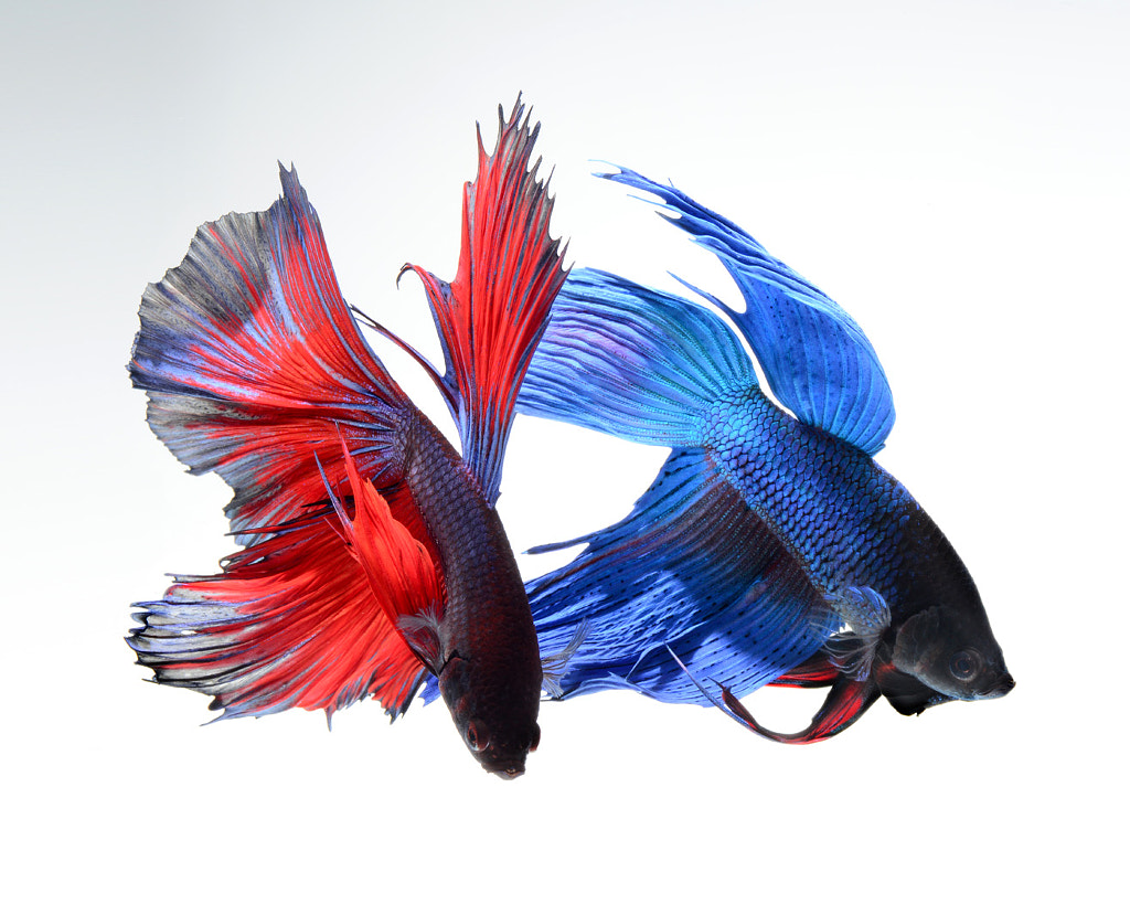 red & blue by visarute angkatavanich on 500px.com