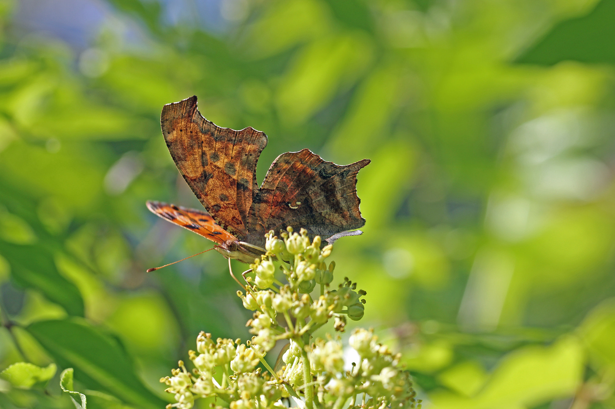 v2?sig=f021384942694334d00fccbb86ba9ae2ef4fe7267805aa8391a466da5ab1a395