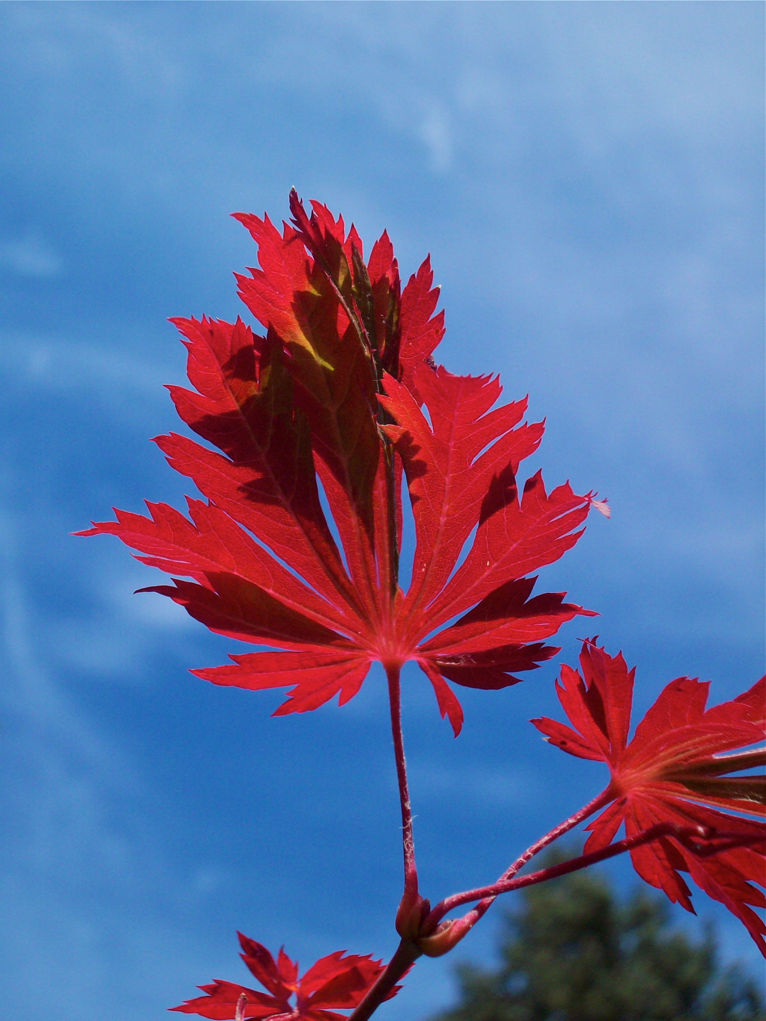 Crimson Breeze