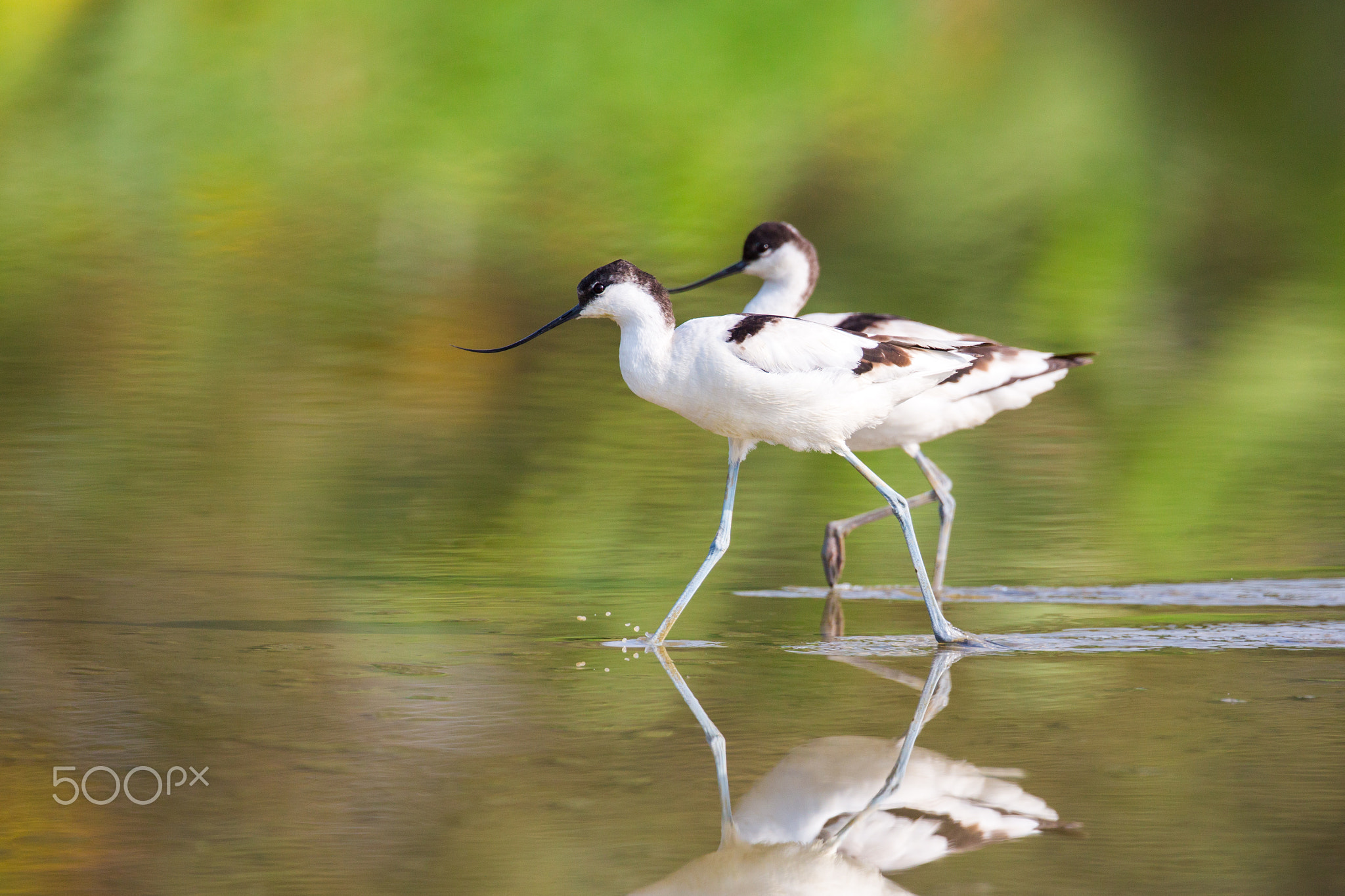 Pied Avocet walking in water