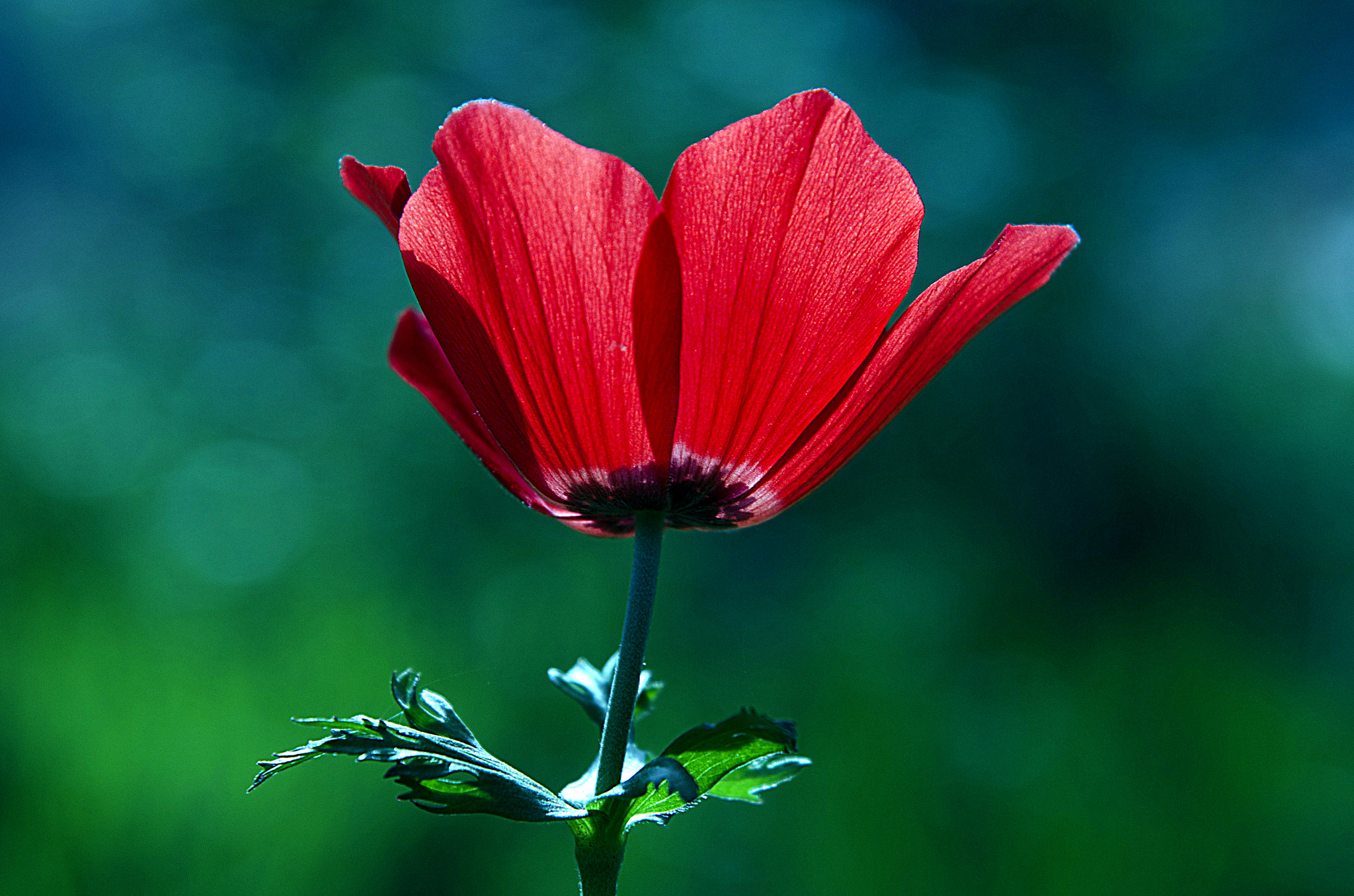 Anemone coronaria