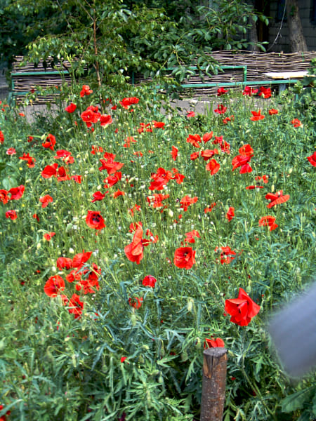 Pentax OPTIO S4I sample photos - ExploreCams