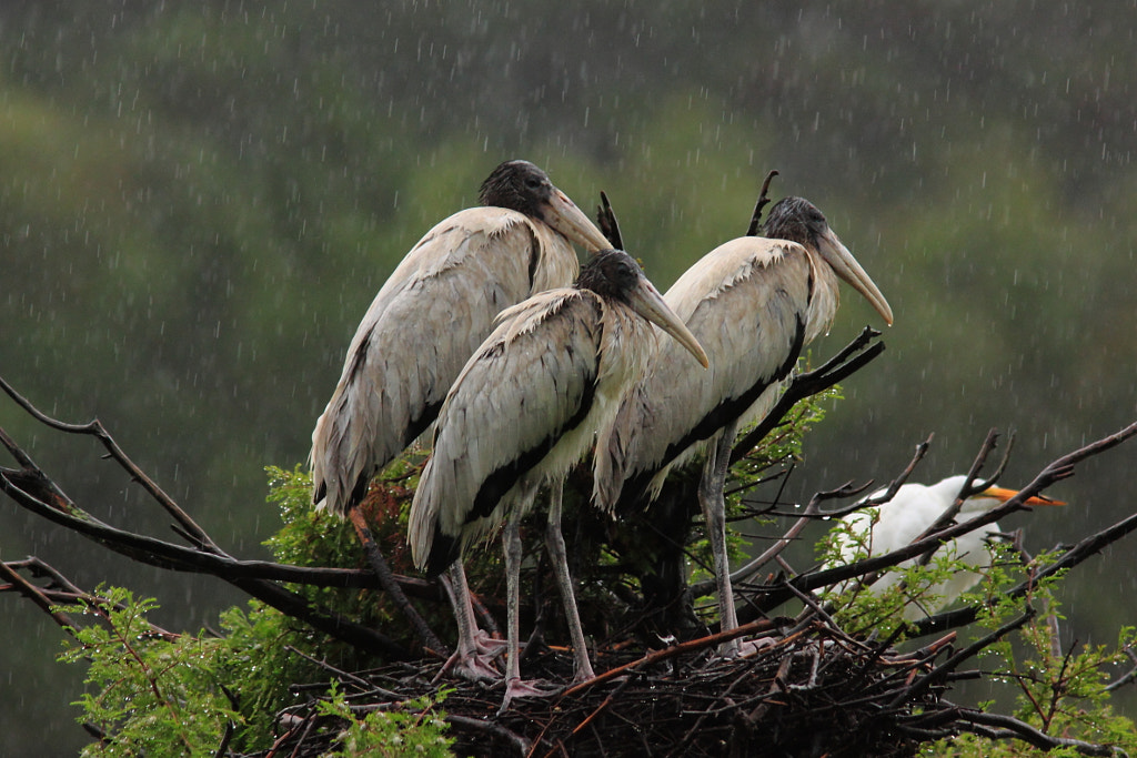 Drenched by Mary Ellen Urbanski on 500px.com