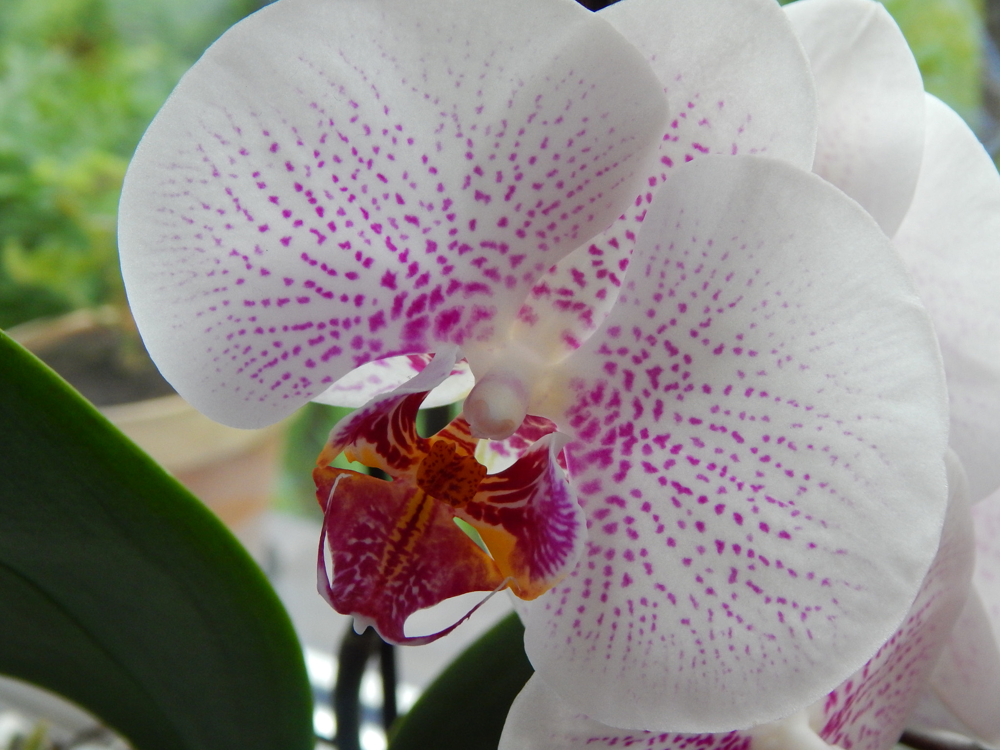 Flower in my grandmother's house