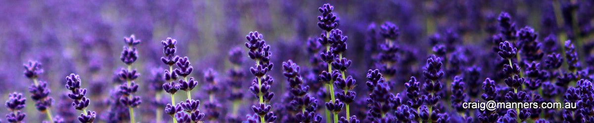 Purple bookmark