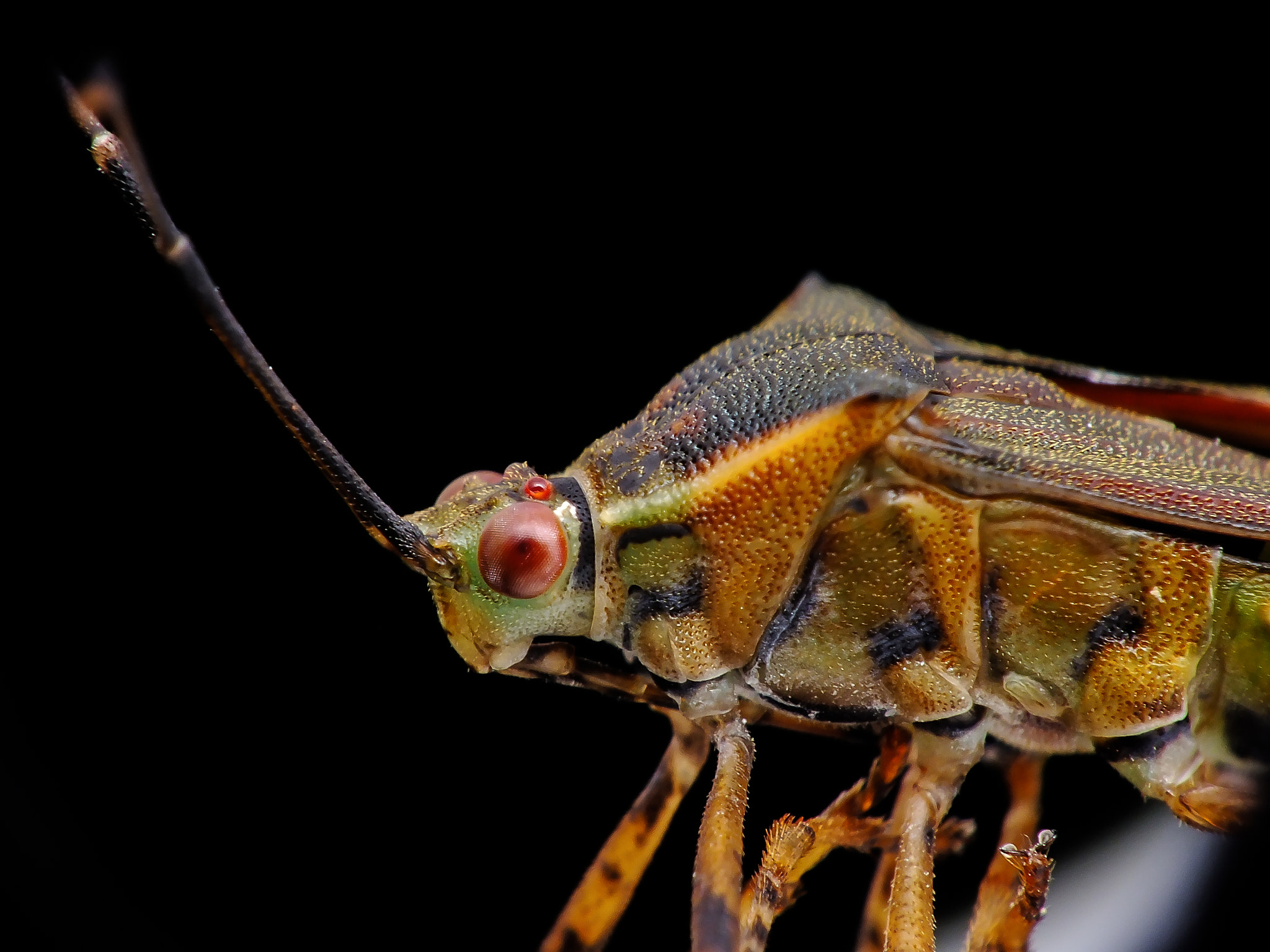 Bug