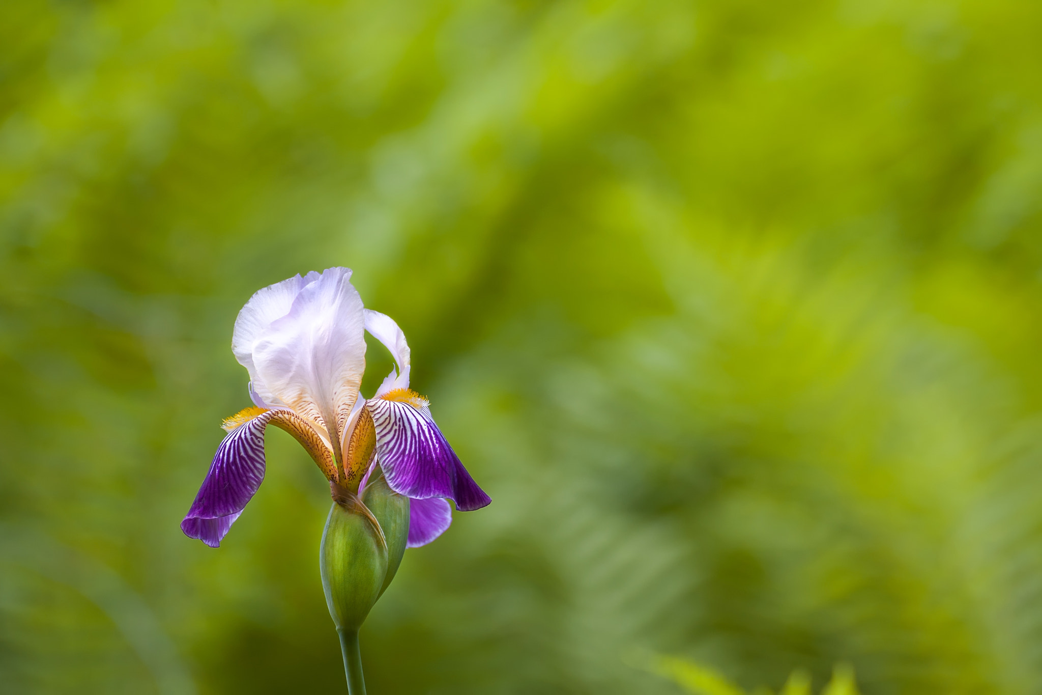 Violet and white iris flower closeup