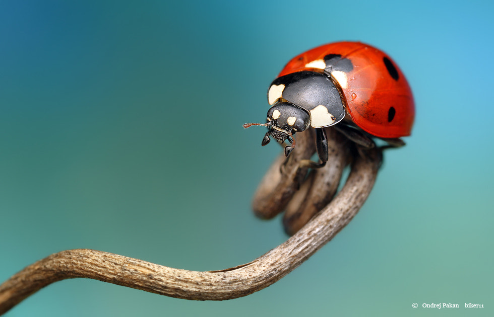 keep the insect in focus