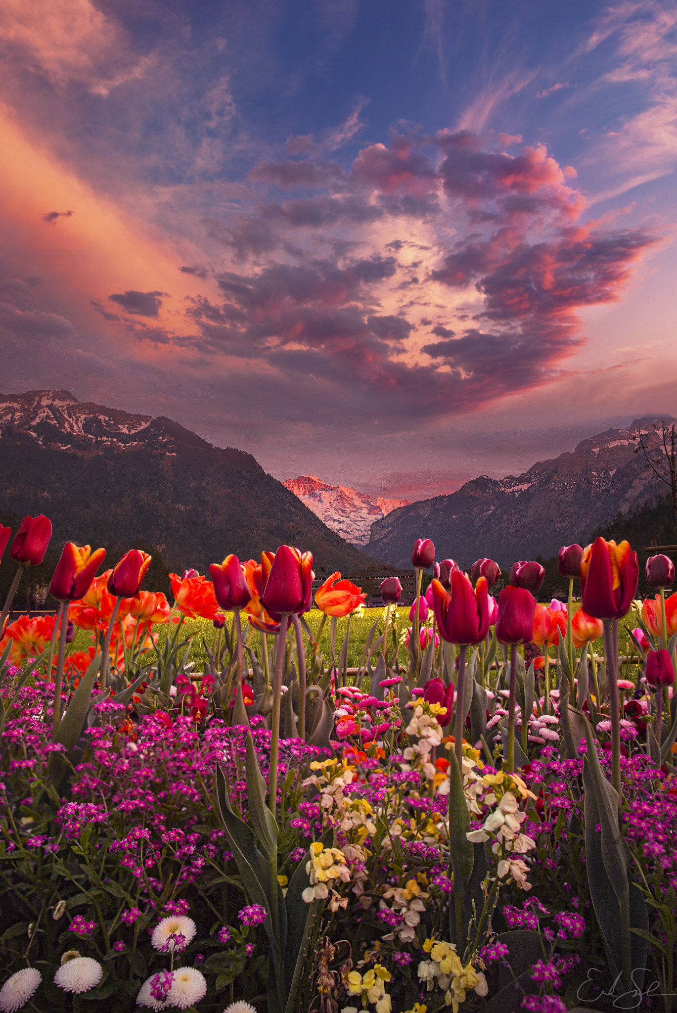 Tulip Valley by Erik Sanders Photo 72068083 / 500px