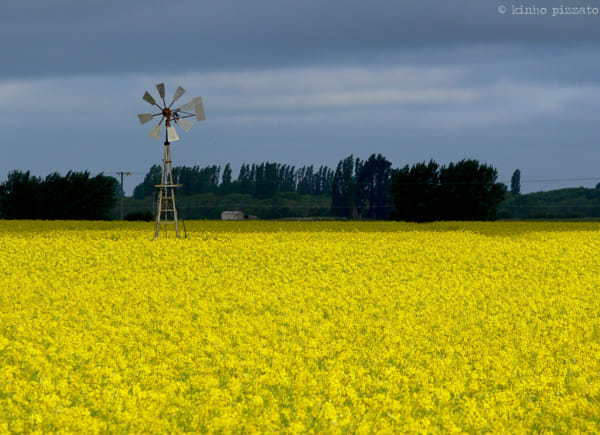 Canola Fields