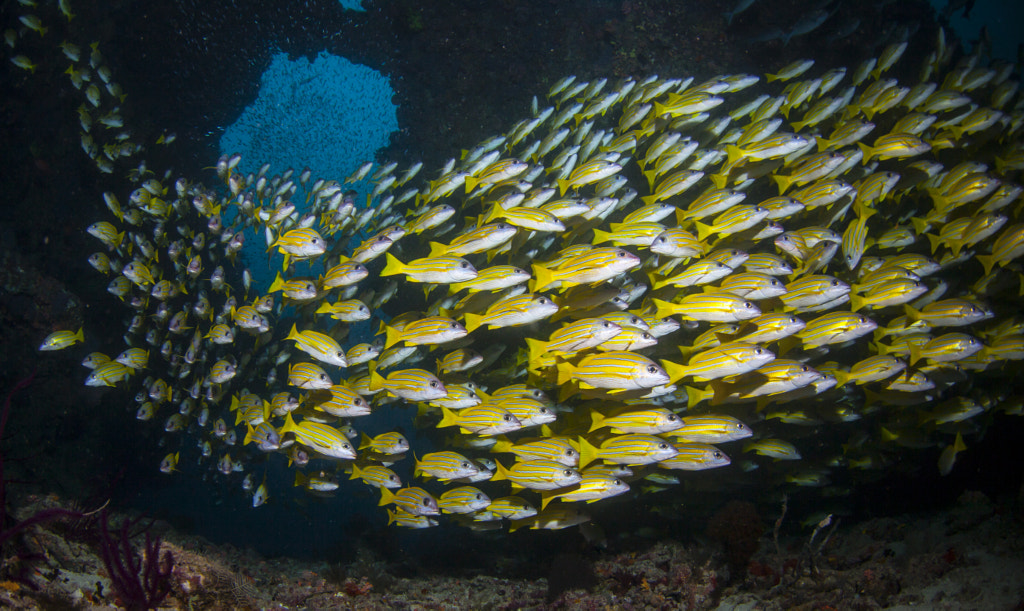 Schooling yellow snappers by Kriss Sieniawski on 500px.com