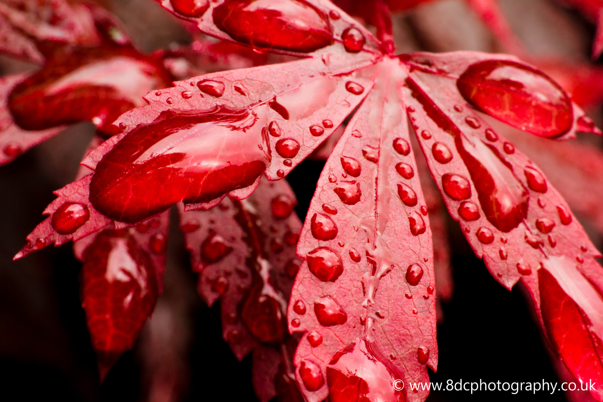 Red Leaf Water Droplets (Macro)