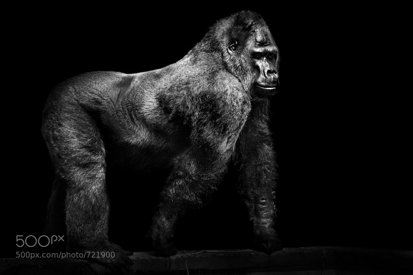 30 gorilla