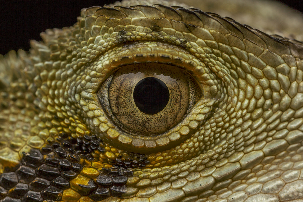 Eastern water dragon by kaarel olesk on 500px.com