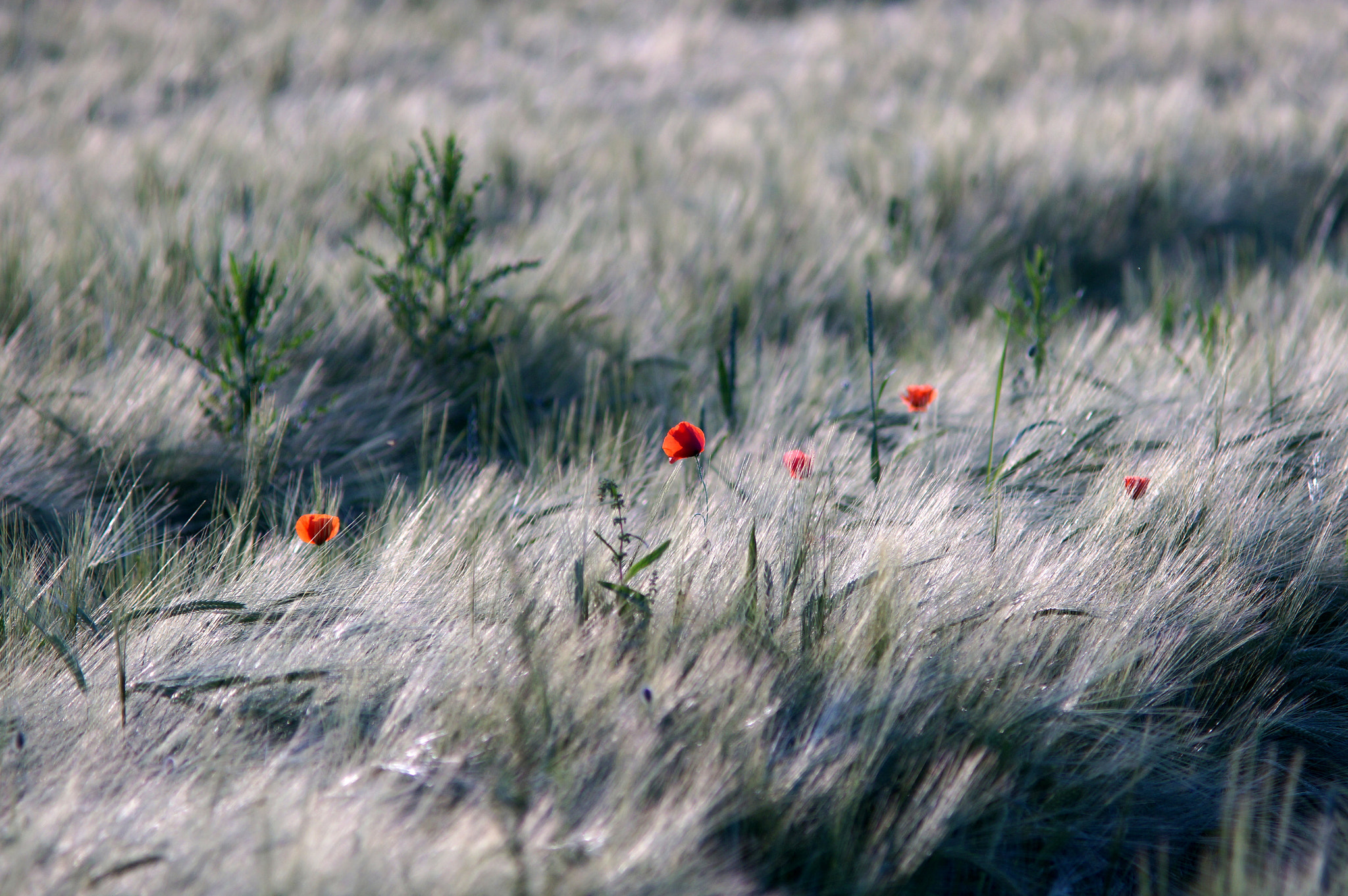 field flowers #2