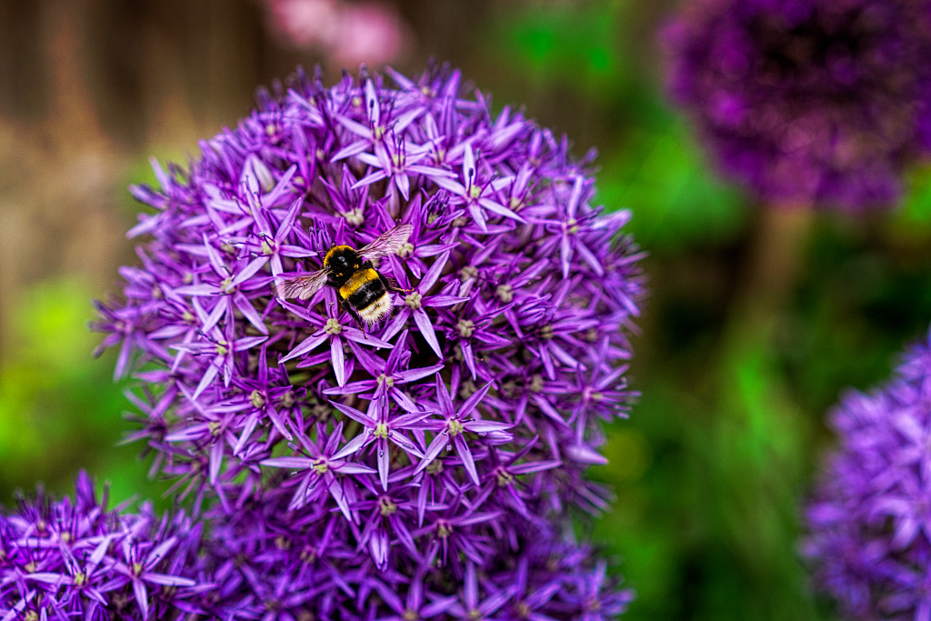 Bees love Alliums 7 by Ian Latham on 500px