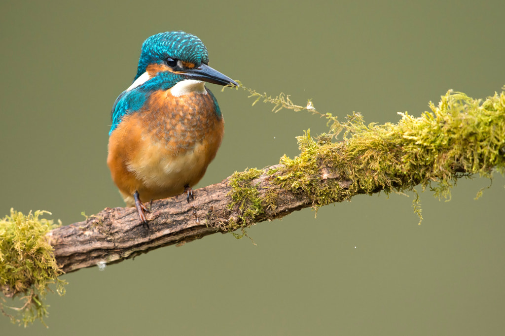 Definitely does not taste like fish by San Bamunuge on 500px.com