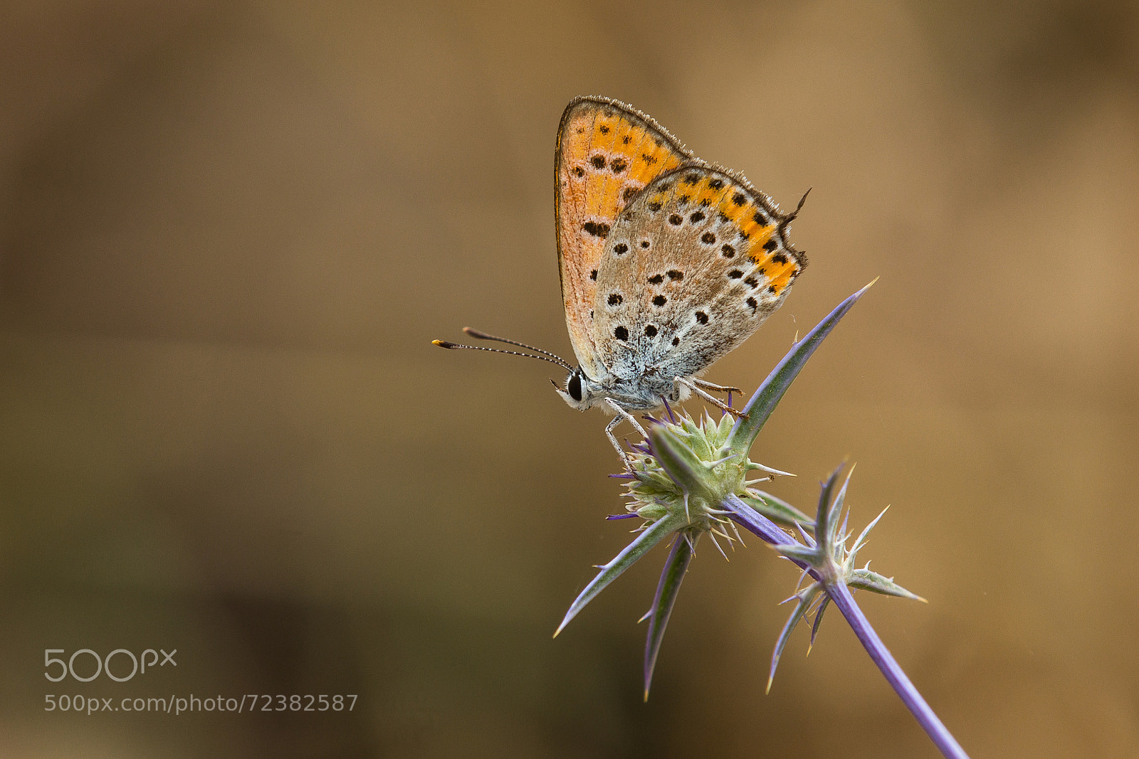 Canon EOS 60D sample photo. Lycaena thersamon photography