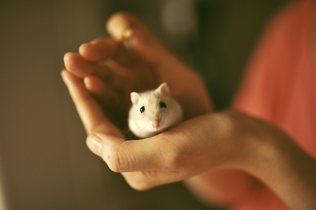 hamster by Ryman Chu on 500px.com