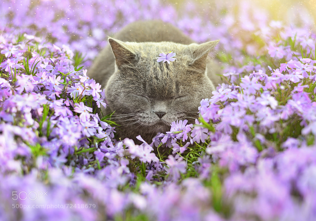 Pink Dreams
