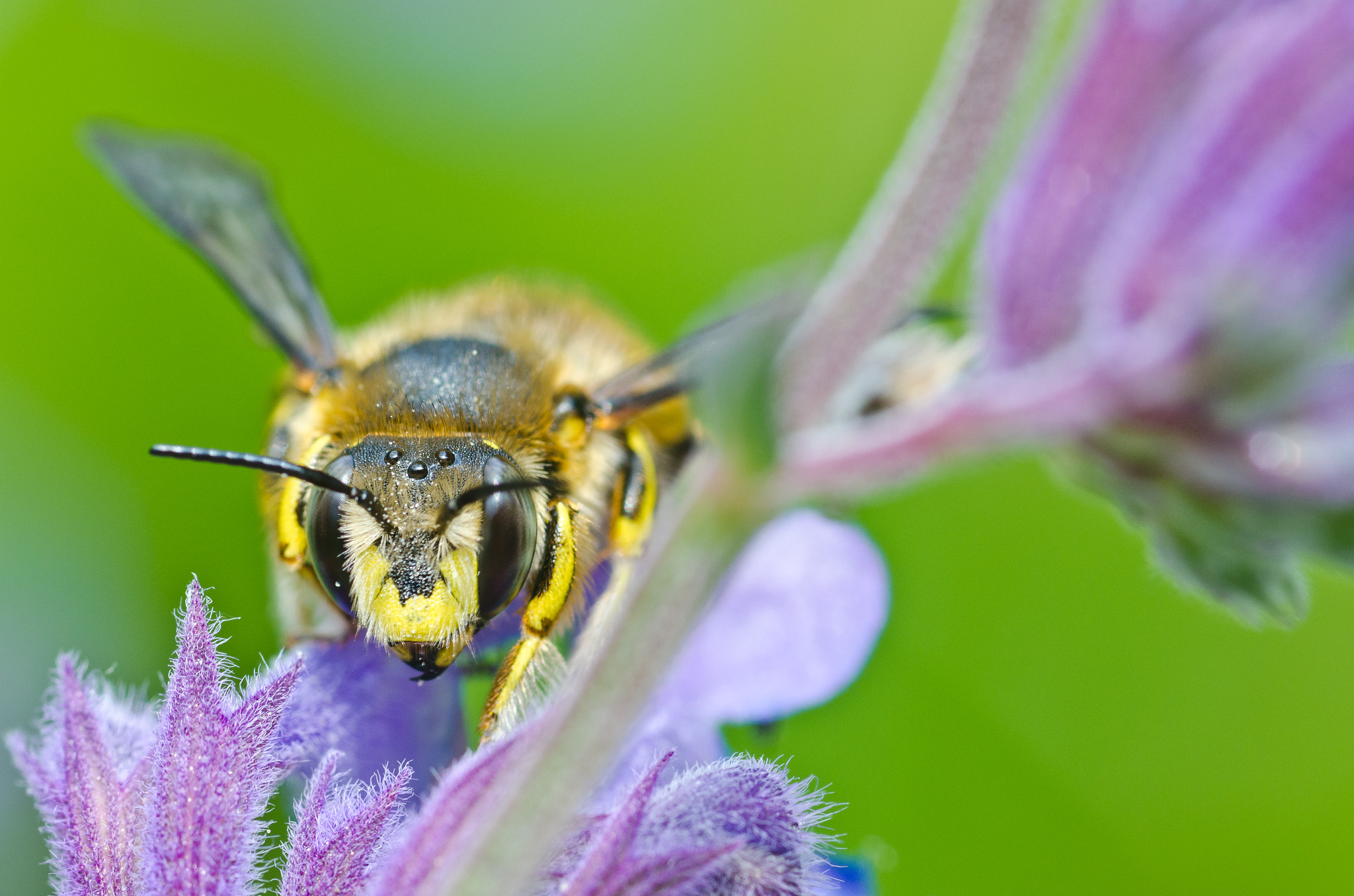 Bee