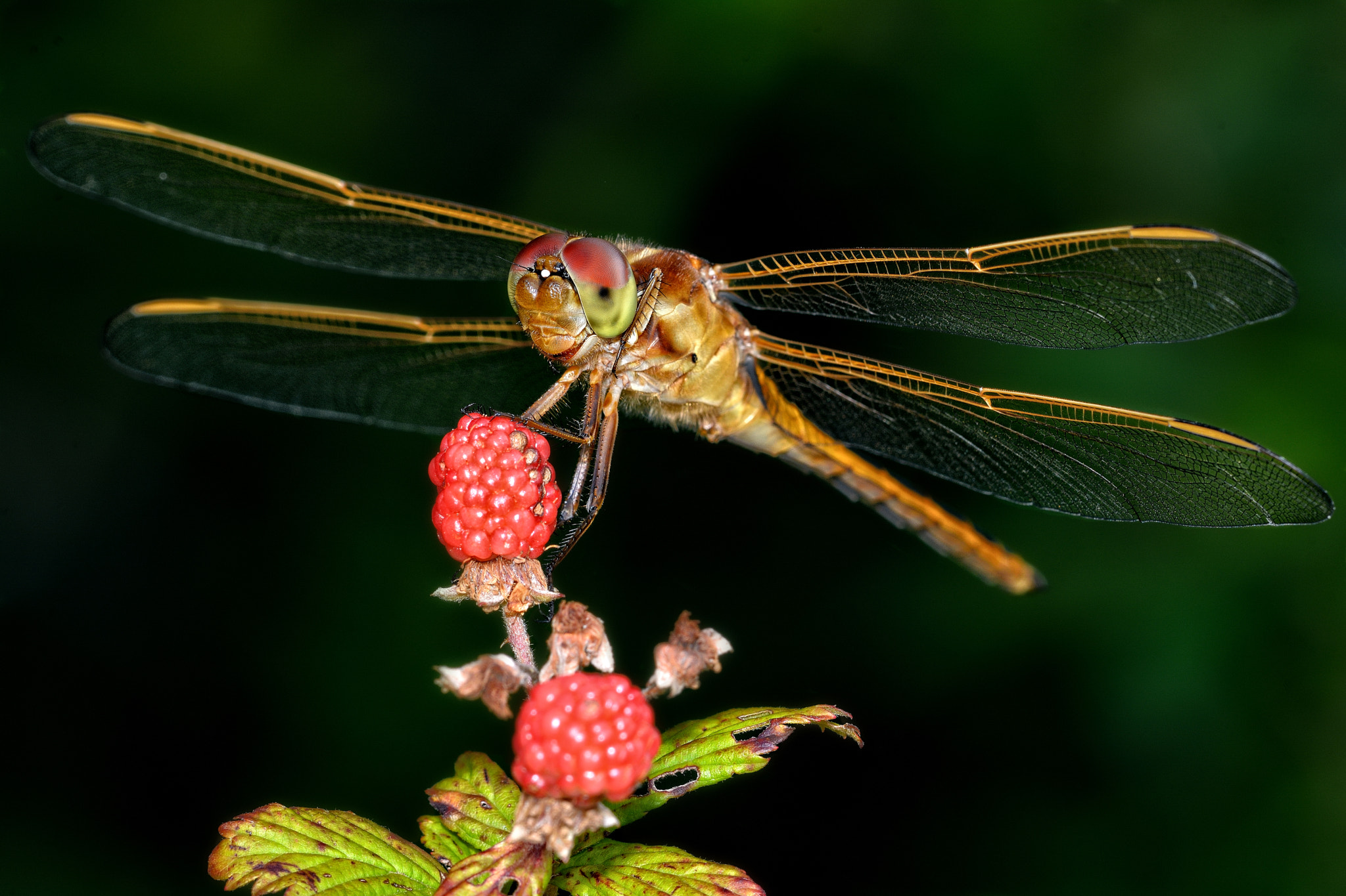 Fresh Berries