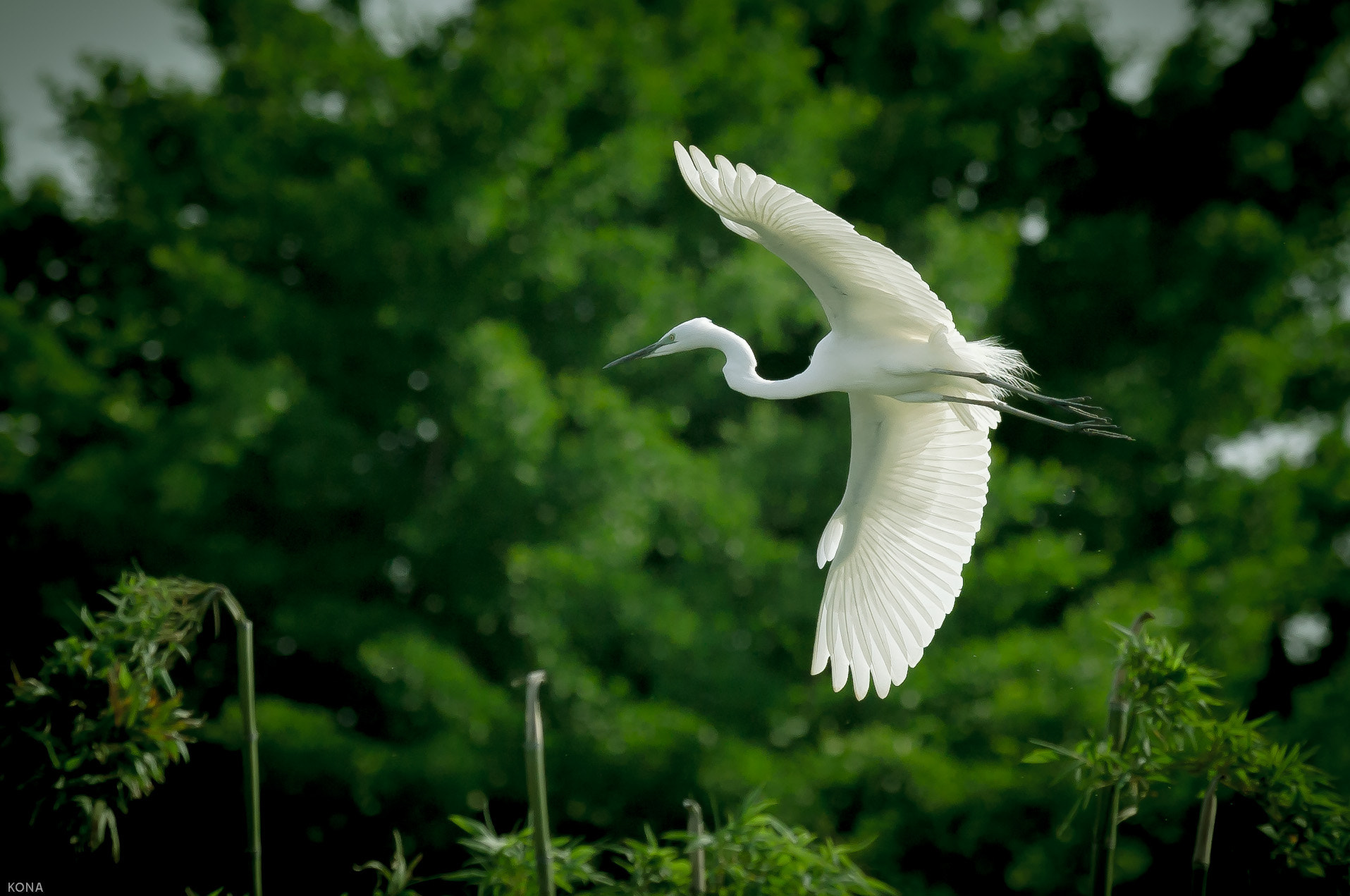 Nikon AF-S Nikkor 400mm F2.8G ED VR II sample photo. Sagi photography
