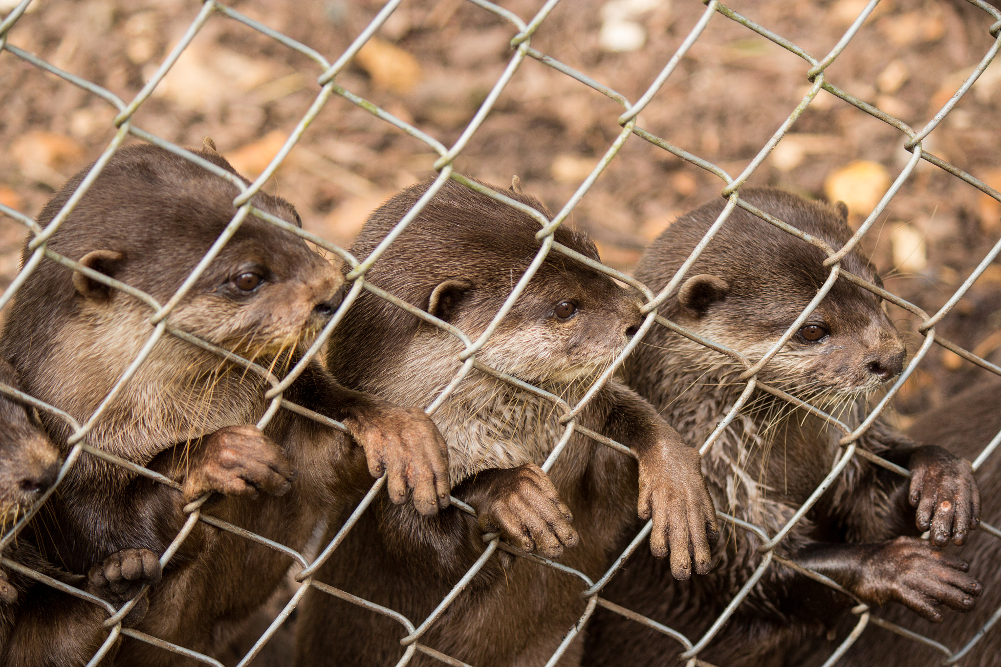 Otters