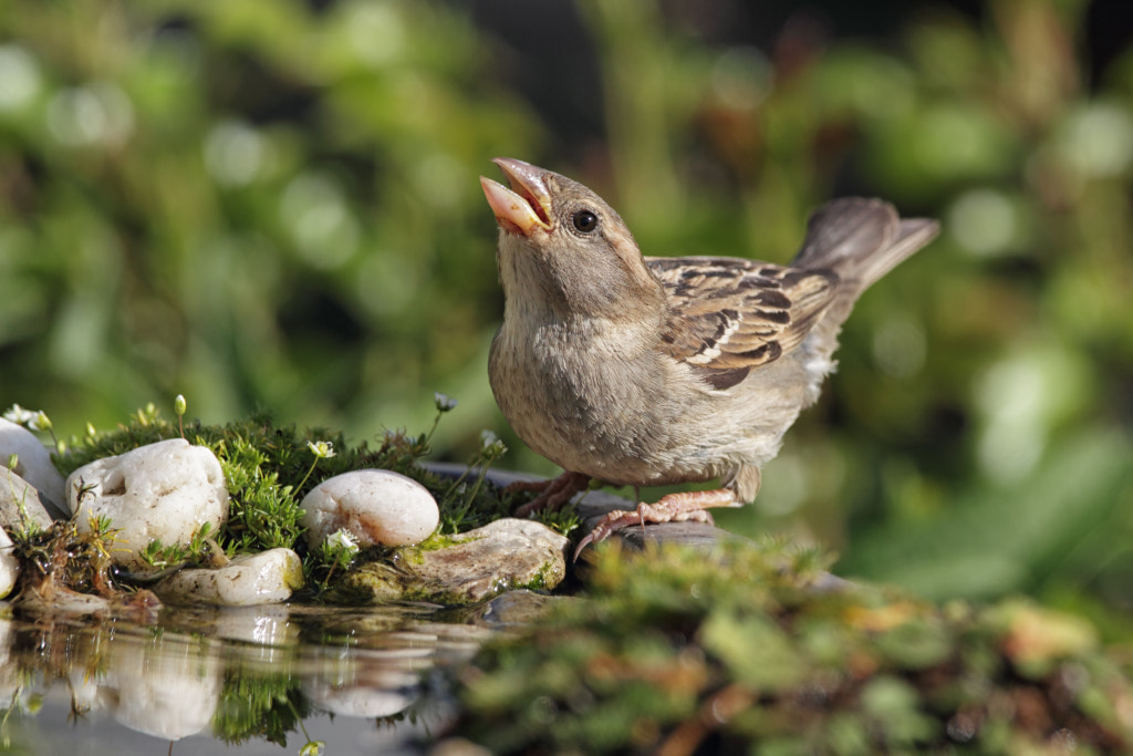 House Sparrow (Passer domesticus) by Dirk-R on 500px.com