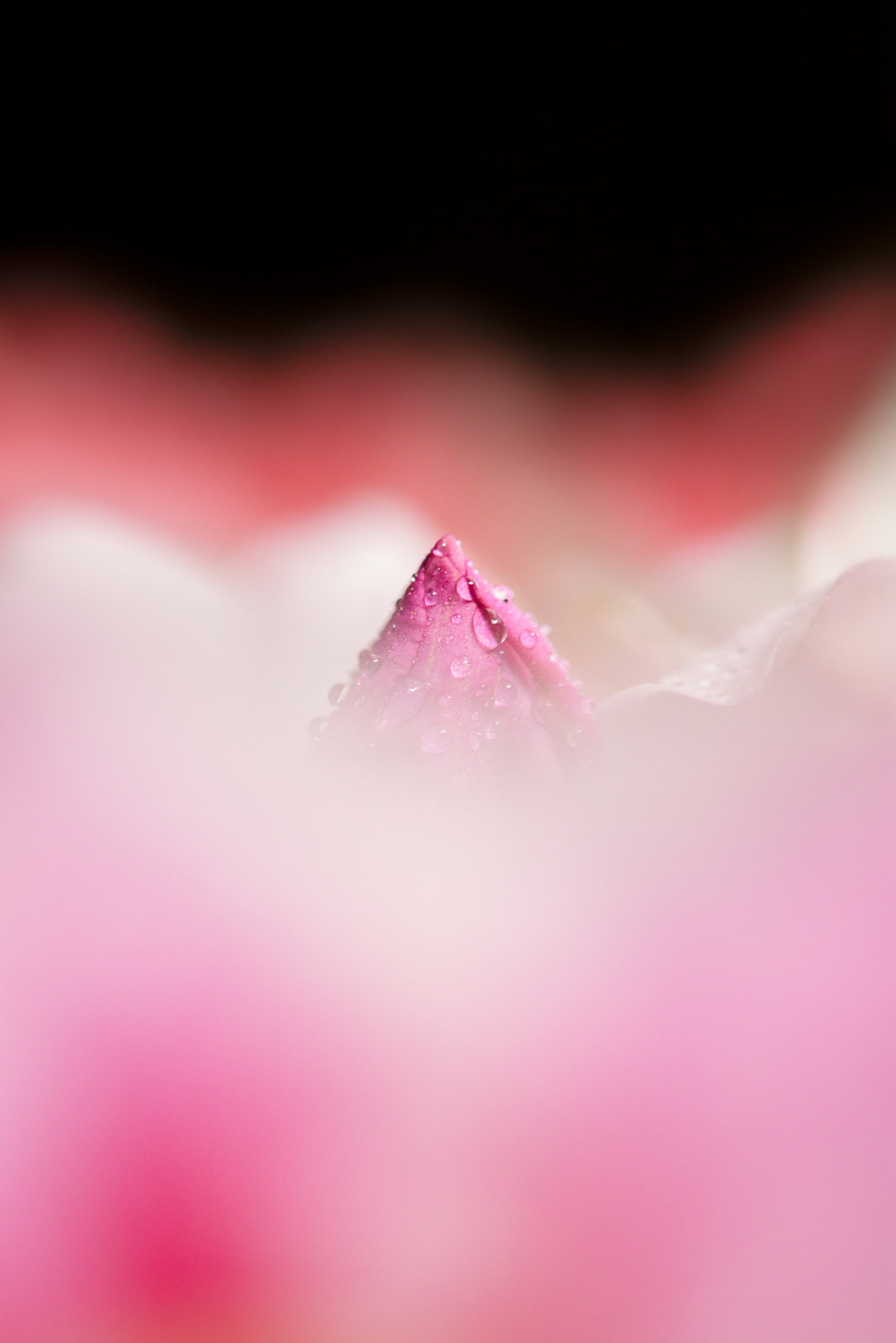 A new pink mountain in Azalea blossom.