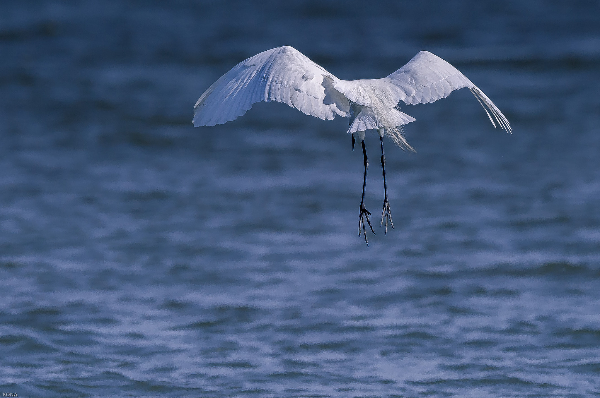 Nikon AF-S Nikkor 400mm F2.8G ED VR II sample photo. Sagi 2014 photography